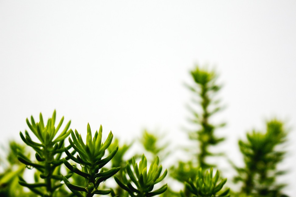 The-Ultimate-Guide-to-Buying-Succulents-from-an-Online-Store-1