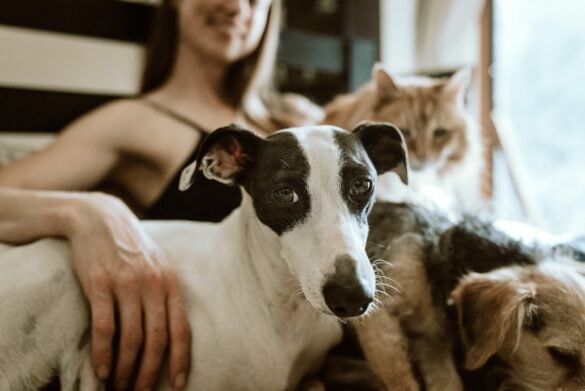 Top-10-Dog-Breeds-for-Apartment-Living