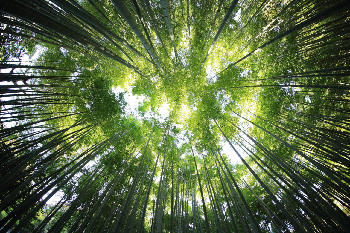 The-Importance-of-Proper-Tree-Care