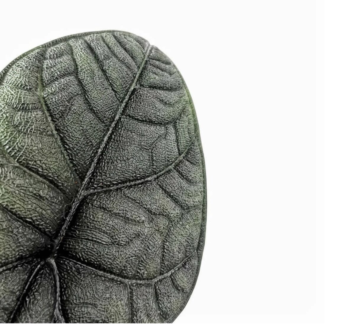 Exploring-the-Differences-Between-Alocasia-melo-Alocasia-Maharaniand-Alocasia-Dragon-Moon-1