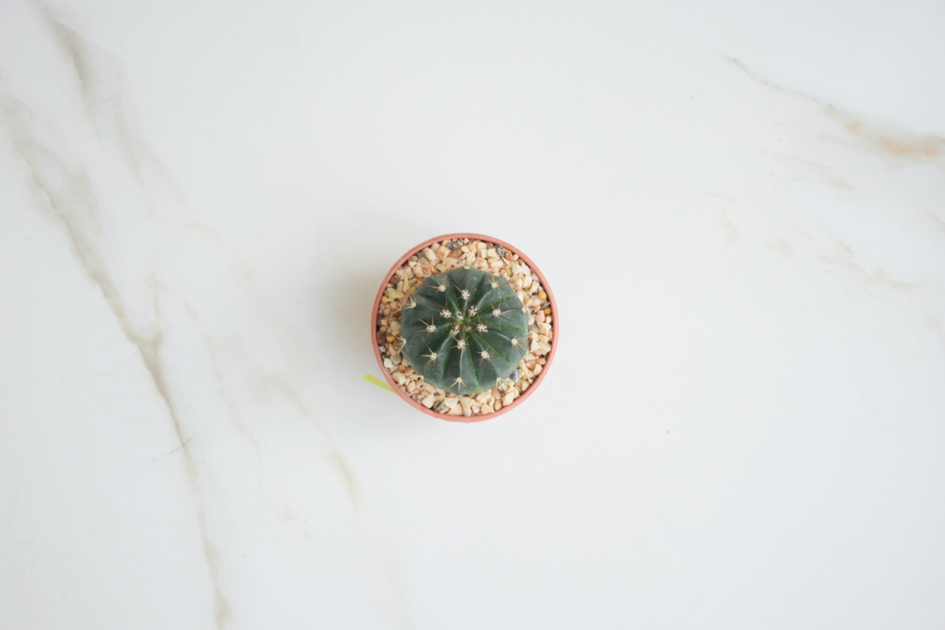 Top Toppings for Neapolitan Pizza Dough Balls