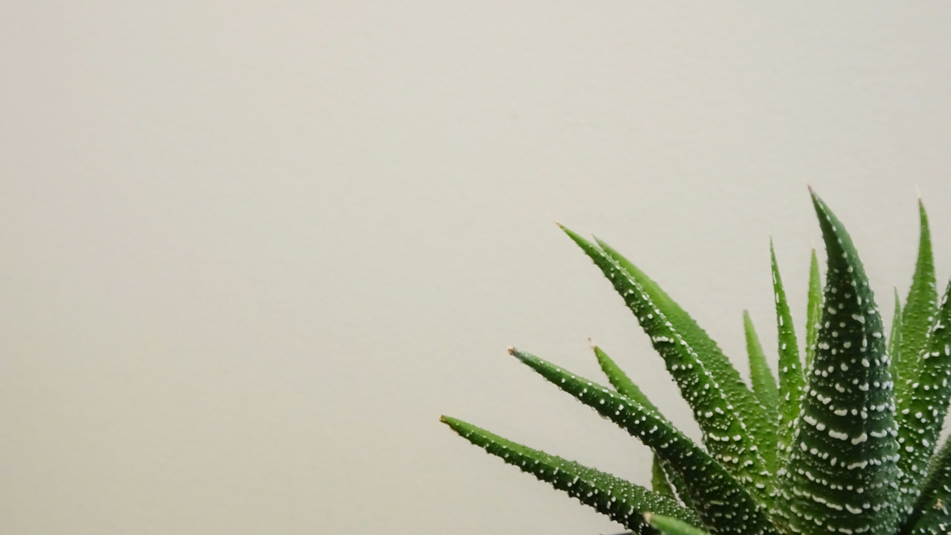 How to Care for Your Succulents: A Beginner’s Guide