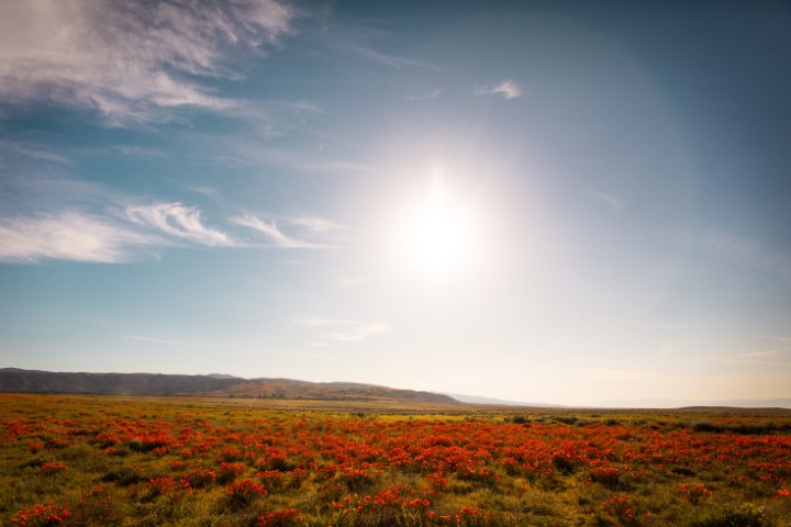 Maximizing Your Investment: Vineyards for Sale